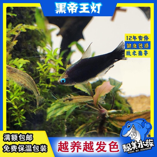 黑帝王灯红翅蓝帝王黄金彩虹帝王灯科鱼群游热带观赏鱼水草南美缸