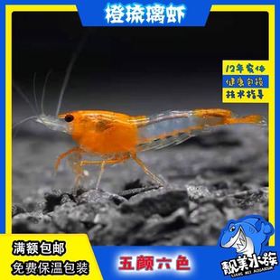 观赏虾橙琉璃虾极火虾琉璃虾蓝丝绒虾水晶虾宽背黄米樱花虾除藻虾