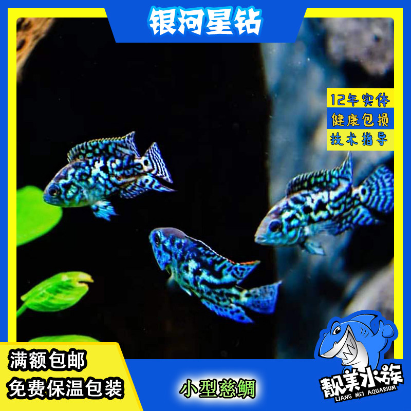短鲷活体珍珠易养热带观赏鱼