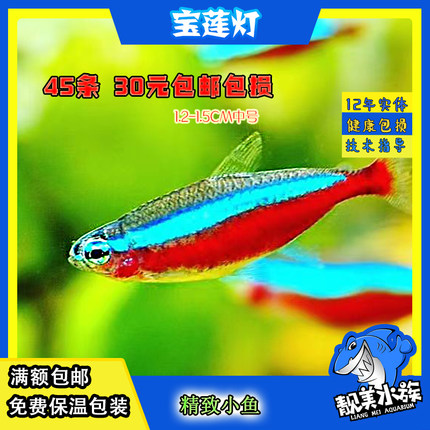 宝莲灯鱼草缸群游鱼灯科鱼热带鱼观赏鱼宝莲灯满额包邮