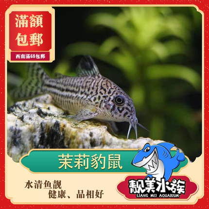 三线茉莉豹鼠鱼热带鱼小型观赏鱼淡水鱼活体底栖清道夫残饵清洁鱼