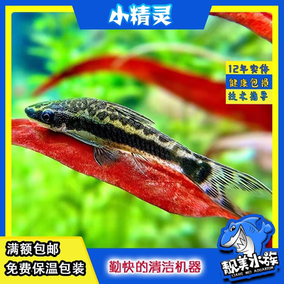 活体草缸除藻工具鱼包邮