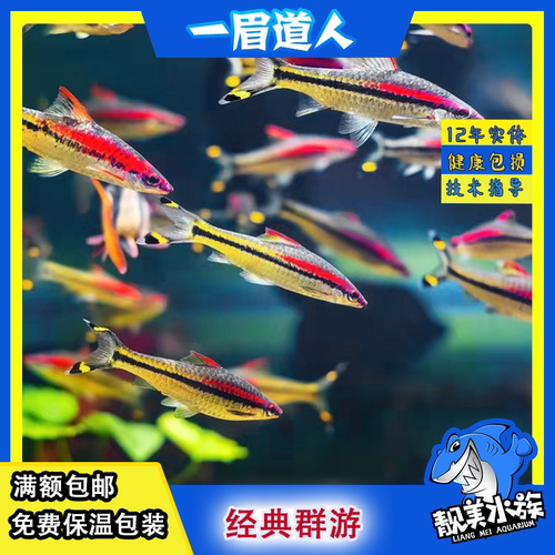 一眉道人草缸群游鱼缸中型观赏鱼热带鱼南美造景鼠鱼刚果美人包邮 - 封面