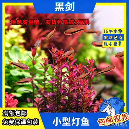 黑剑毒药灯鱼小型鱼群游鱼观赏鱼草缸生态缸溪流缸南美缸包邮包损