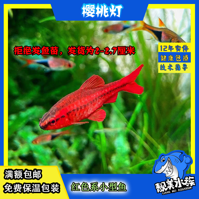 樱桃灯长尾樱桃灯小型热带红玫瑰鲫鱼水草鱼缸群游灯科鱼热带鱼