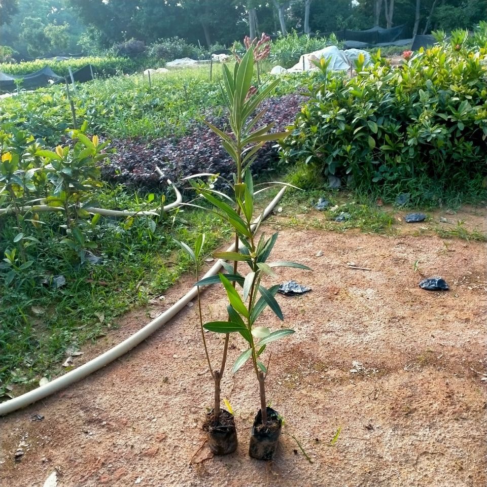 耐寒耐热夹竹桃树苗净化空气夹竹桃盆栽花卉庭院种植避蛇