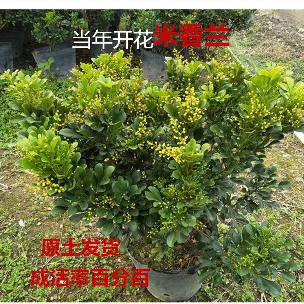 米兰花盆栽净化空气绿植芳香四溢室内外阳台驱蚊四季开花植物