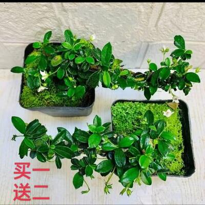 福建茶造型盆景办公室绿植花卉盆栽四季好养猫仔树庭院