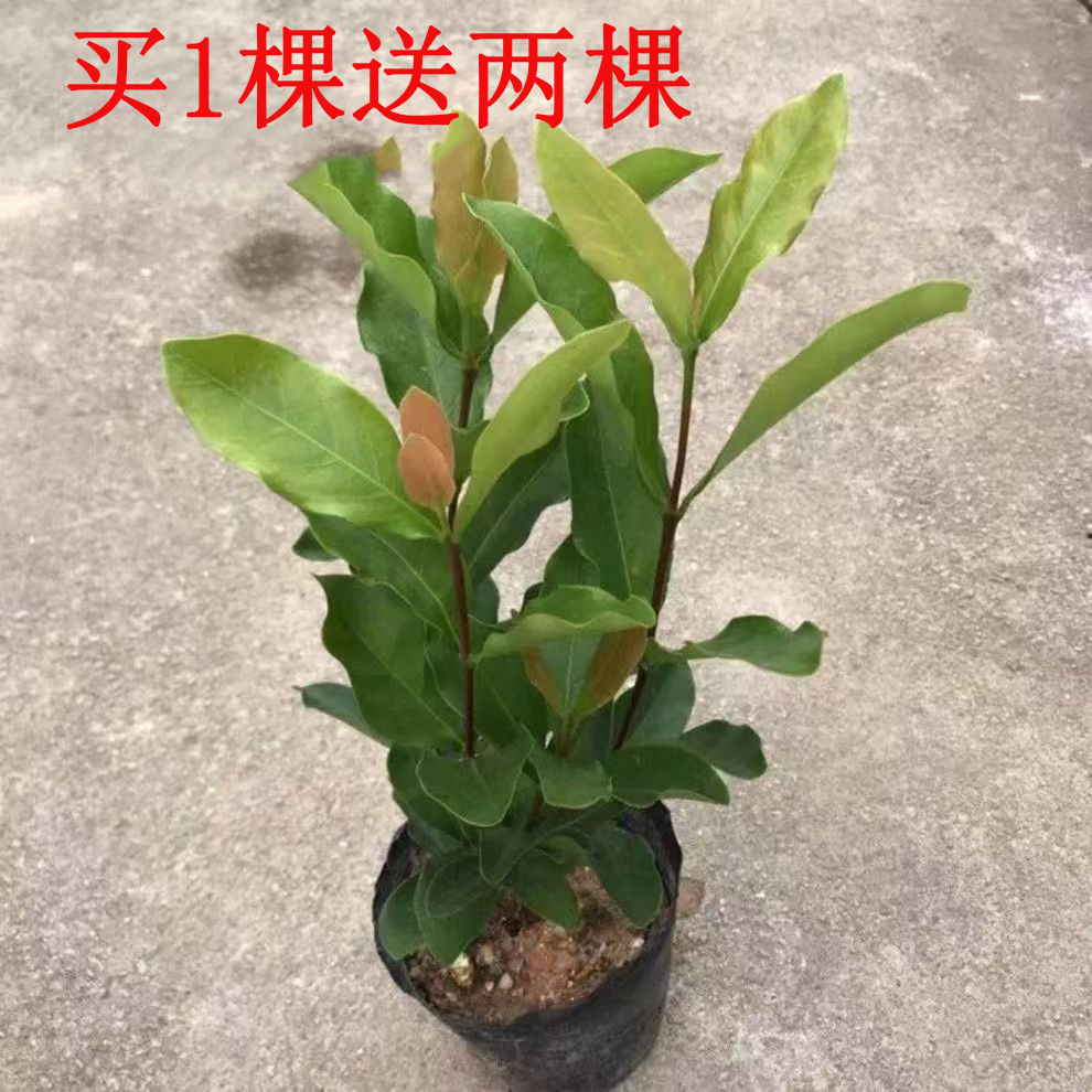 龙船花绣球花仙丹盆栽观花好养绿植百日红四季开花千头花卉室外
