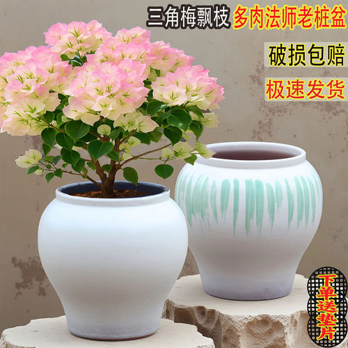 大口径三角梅花盆陶瓷花盆