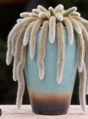 九尾狐专用花盆悬崖高桩粗陶特大号多肉老桩细高切口复古家用落地