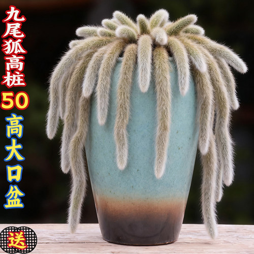 九尾狐专用花盆崖高桩粗陶特大号