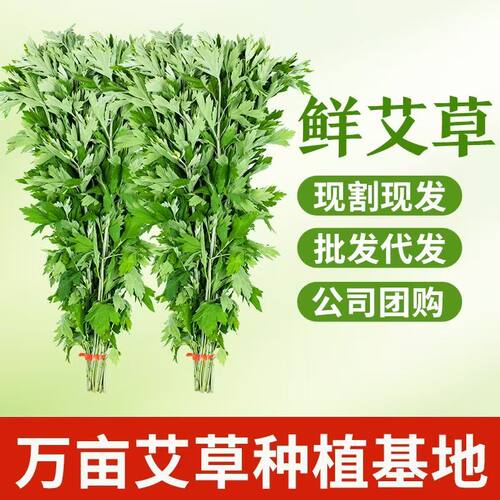新鲜野生整颗艾草艾叶长棵艾叶草端午节挂门上整把全株艾草叶驱蚊