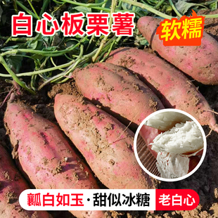 河南南阳西峡红皮白心板栗红薯老品种白薯商薯19地瓜山芋当季新鲜