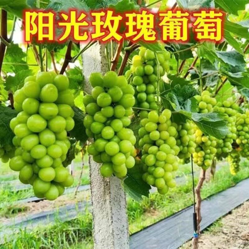 新品种日本香印晴王葡萄苗南北方种植盆载地栽爬藤当年结果果树苗