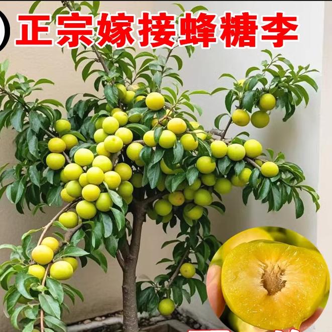 大红袍李子树苖基地直销南方种植盆栽庭院果树矮化