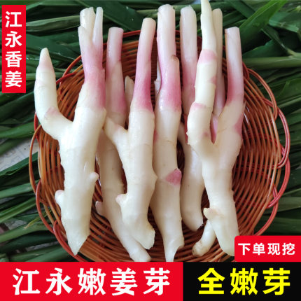 正宗湖南永州特产江永香姜新鲜嫩仔姜芽现挖子姜生姜嫩芽5斤包邮