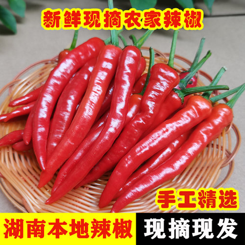 湖南农家本地红辣椒做剁辣椒用