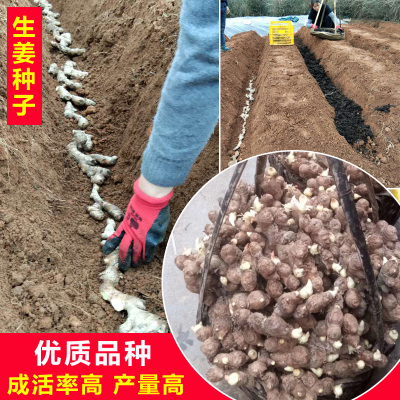 江永香姜老姜嫩姜种子生姜种子