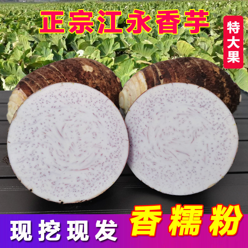 Orthodox school Hunan specialty Jiangyong Taro fresh Taro Maoyutou Betel nut taro King 5in the Aquatic meat/Fresh fruits and vegetables/Cooked , Fresh vegetables/Vegetable products , Fresh vegetables , Taro category - from Buy2taobao.com to provide professional Taobao agent buy service