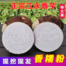 正宗湖南永州特产江永香芋新鲜芋头现挖粉糯毛芋头槟榔芋大果包邮
