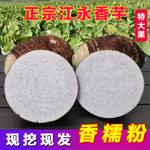正宗湖南永州特产江永香芋新鲜芋头现挖粉糯毛芋头槟榔芋大果 包邮