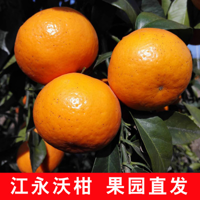 正宗湖南永州江永沃柑新鲜橘子