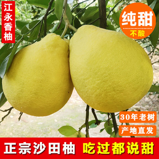 湘超冠军柚正宗湖南永州特产江永香柚纯甜老树沙田柚新鲜白心柚子