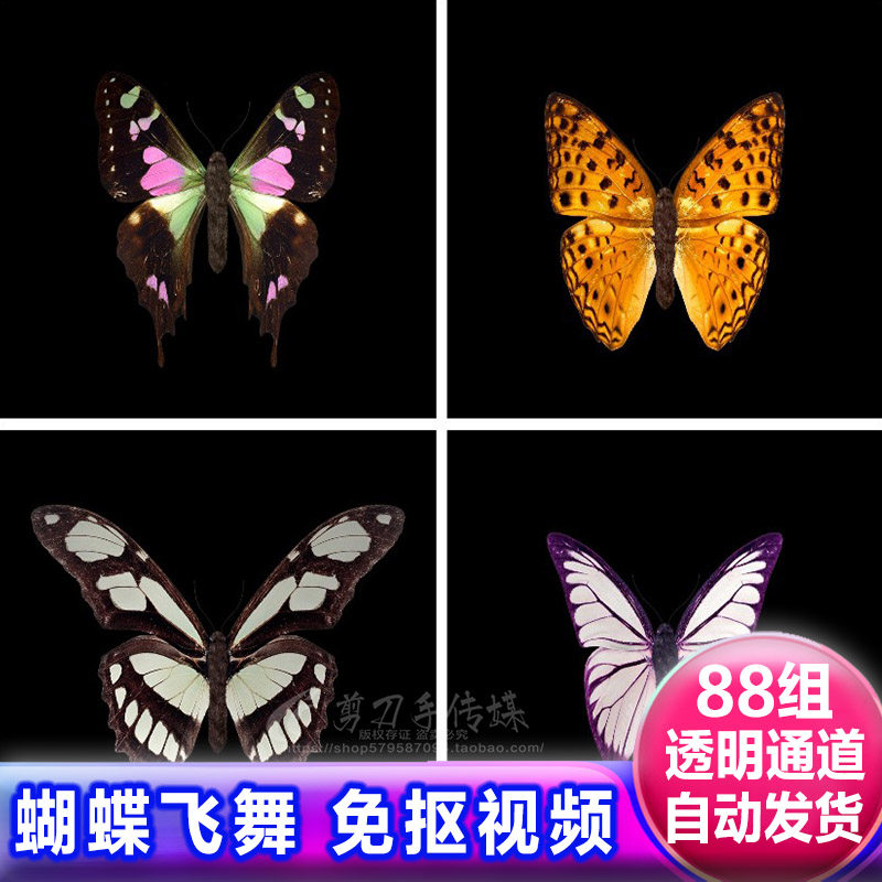 彩色蝴蝶飞舞 过渡转场动画带遮罩 alpha透明通道免抠像视频素材