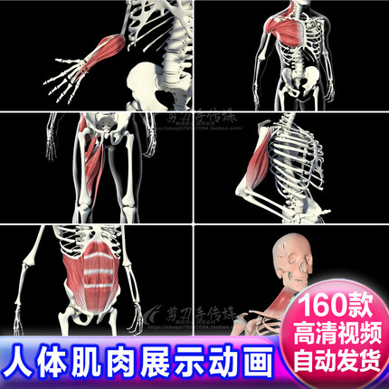 人体解剖模型骨骼肌群肌肉组织医学医疗健康3D动画视频演示素材