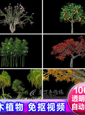 绿色树木摇曳植物生长过程动画alpha透明通道 免抠像视频遮罩素材