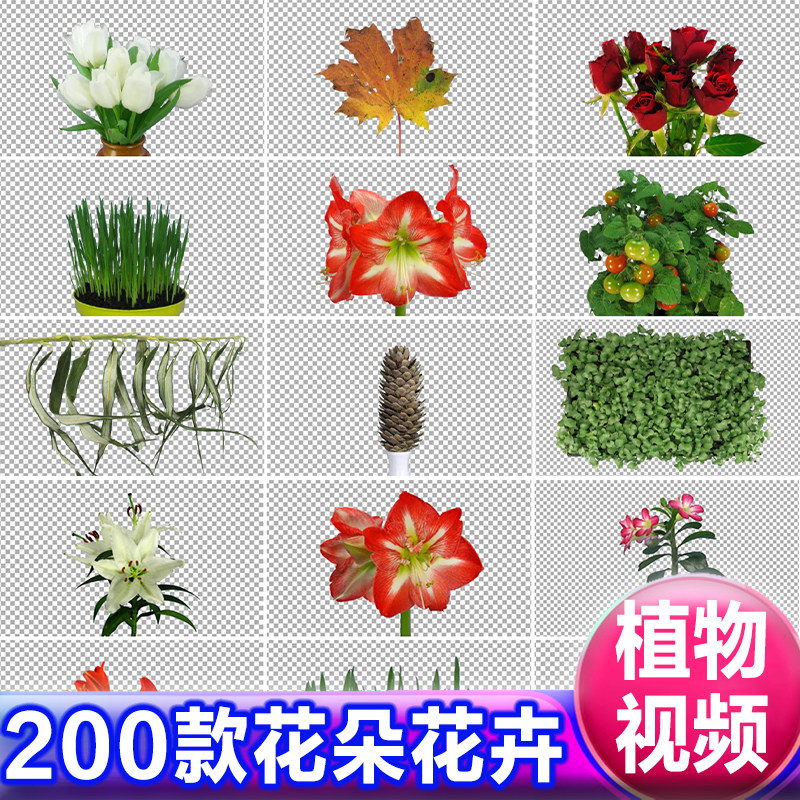 鲜花朵花卉盛开植物生长枯萎特写动画alpha透明通道遮罩视频素材