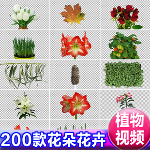 鲜花朵花卉盛开植物生长枯萎特写动画alpha透明通道遮罩视频素材