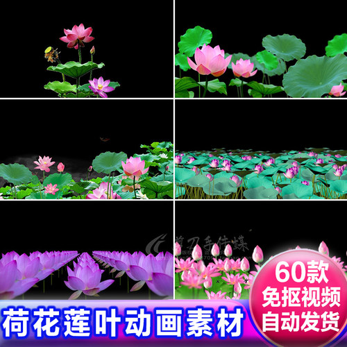 荷花莲花荷叶莲藕叶 透明通道动画 alpha遮罩素材aepr免抠像视频