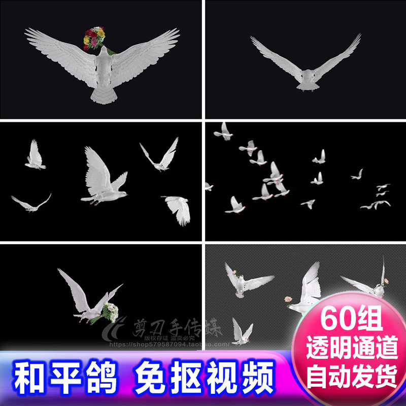 和平鸽子飞翔透明通道 放飞白色信鸽鸟类免抠像视频alpha遮罩素材