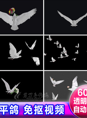 和平鸽子飞翔透明通道 放飞白色信鸽鸟类免抠像视频alpha遮罩素材