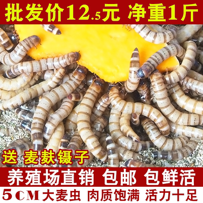 麦芝源大麦虫活体龙鱼食鸟食活虫