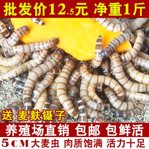 大麦虫活虫面包虫大号黄粉虫金龙鱼乌龟饲料八哥画眉鸟食活体虫子 - 封面