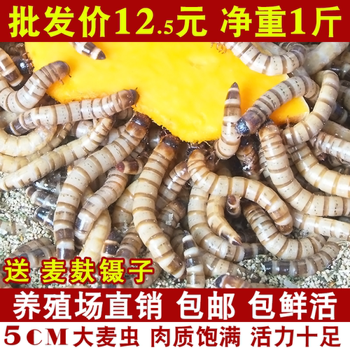 大麦虫活虫面包虫大号黄粉虫金龙鱼乌龟饲料八哥画眉鸟食活体虫子-封面