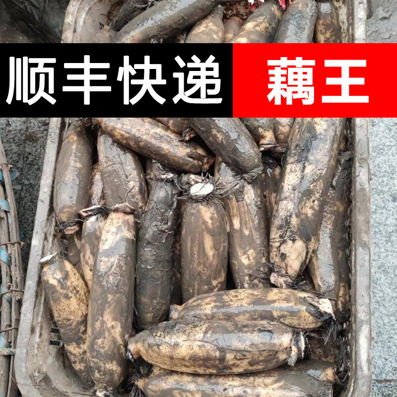 洪湖莲藕九孔粉藕现挖煲汤粉糯