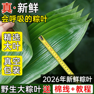 粽子叶棕叶新鲜大号包粽子的叶子免邮端午节商用批发新叶干粽叶特