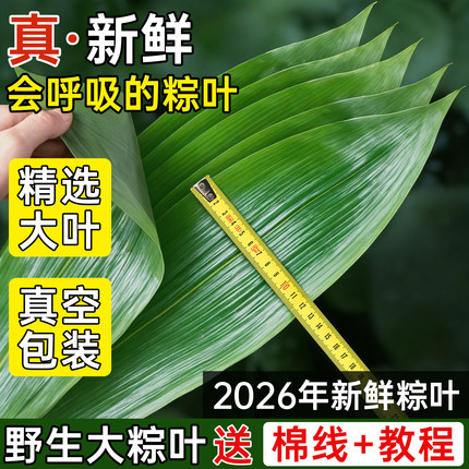 粽子叶棕叶新鲜大号包粽子的叶子免邮端午节商用批发新叶干粽叶特