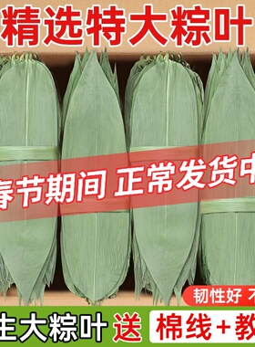 干粽叶特大号粽子叶免邮新鲜麻竹叶商家用箬叶批发包粽子材料送绳