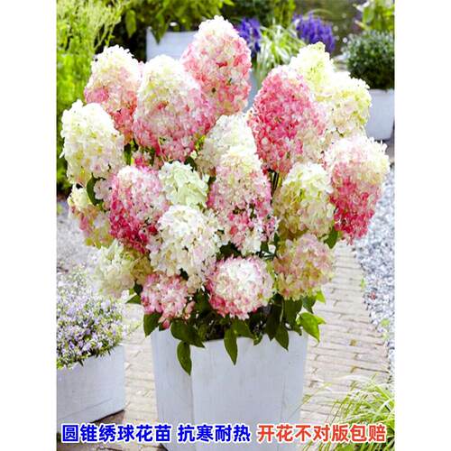 圆锥绣球花苗盆栽四季好养地栽耐热植物石灰灯香草草莓苗大花耐寒