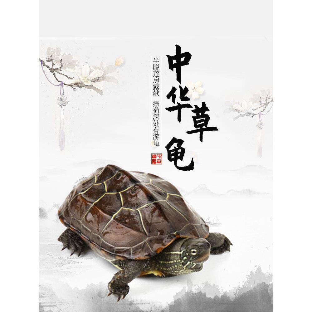 乌龟活物中华草龟家养纯种好养耐活观赏适合家养宠物小乌龟活物