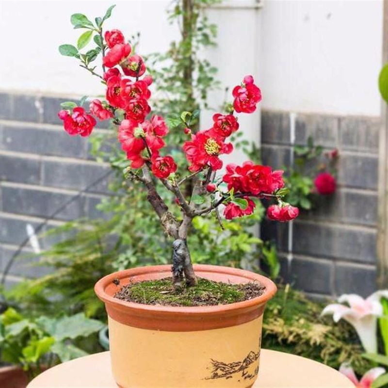 原生长寿冠海棠一物一拍花卉盆栽盆景树桩带花苞树苗四季海棠耐寒