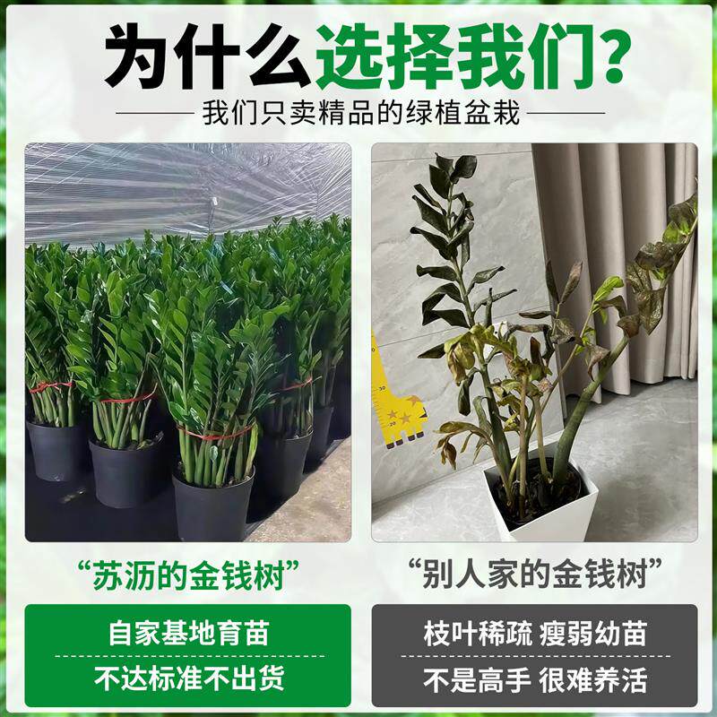 金钱树盆栽室内植物大棵树苗花卉绿植钱串子厅四季常青好养发财树