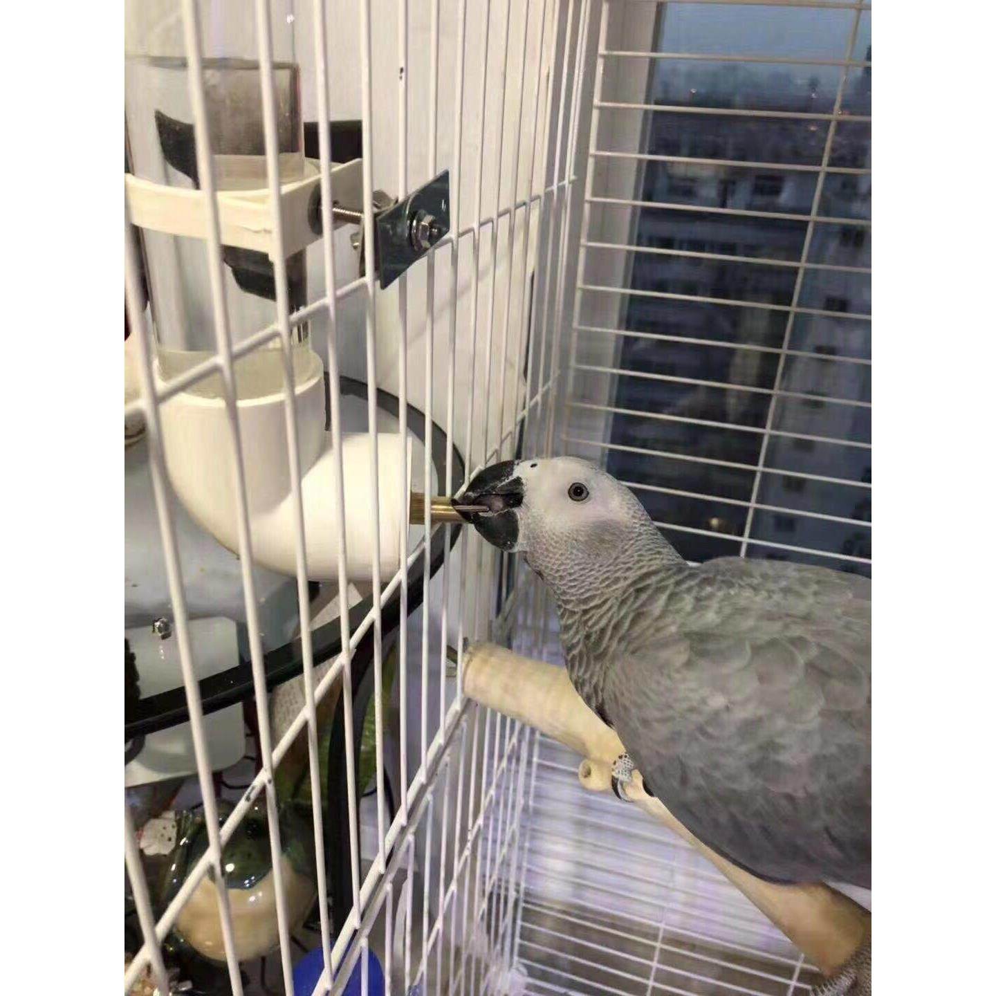 大、中、小型鹦鹉打头式自动饮水宠物自动饮水壶自动饮水器,宠物/宠物食品及用品,鸟禽其他,淘宝优惠券,粉丝福利购,淘宝优惠卷