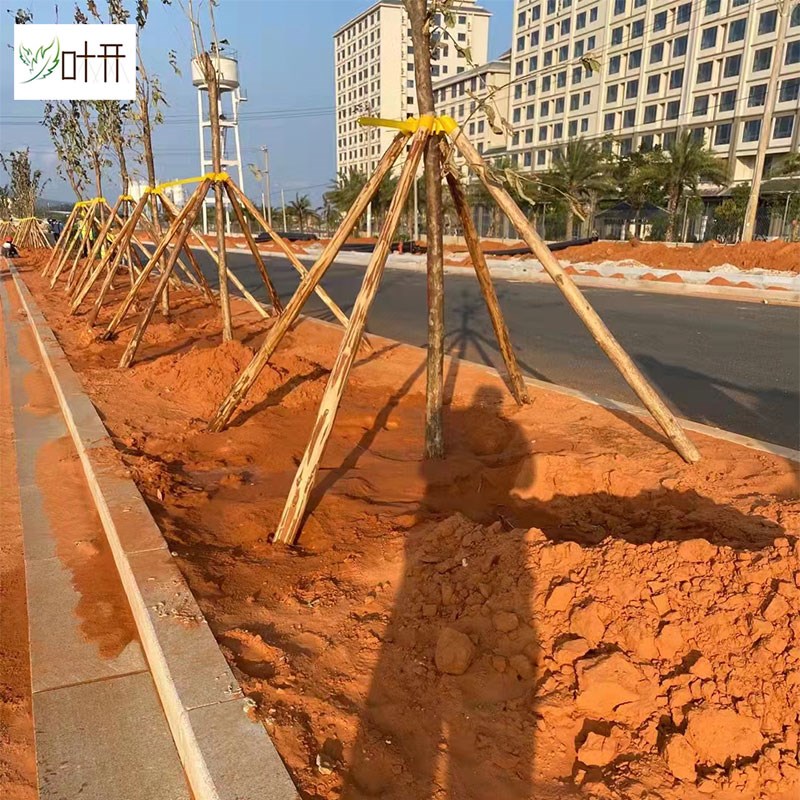 杉木支撑杆树木支撑架乔木防风固定器塑料套杯绑带园林绿化支架