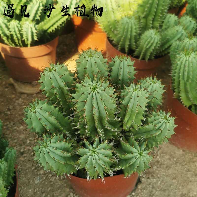 魁伟玉大戟科多肉开花仙人球仙人掌仙人柱沙生植物造景设计植物